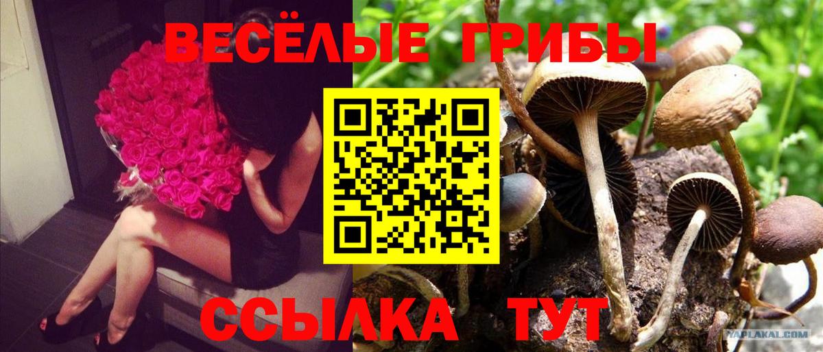 Галлюциногенные грибы Psilocybine cubensis  Вход с VPN  Псилоцибиновые грибы Cubensis  Димитровград 